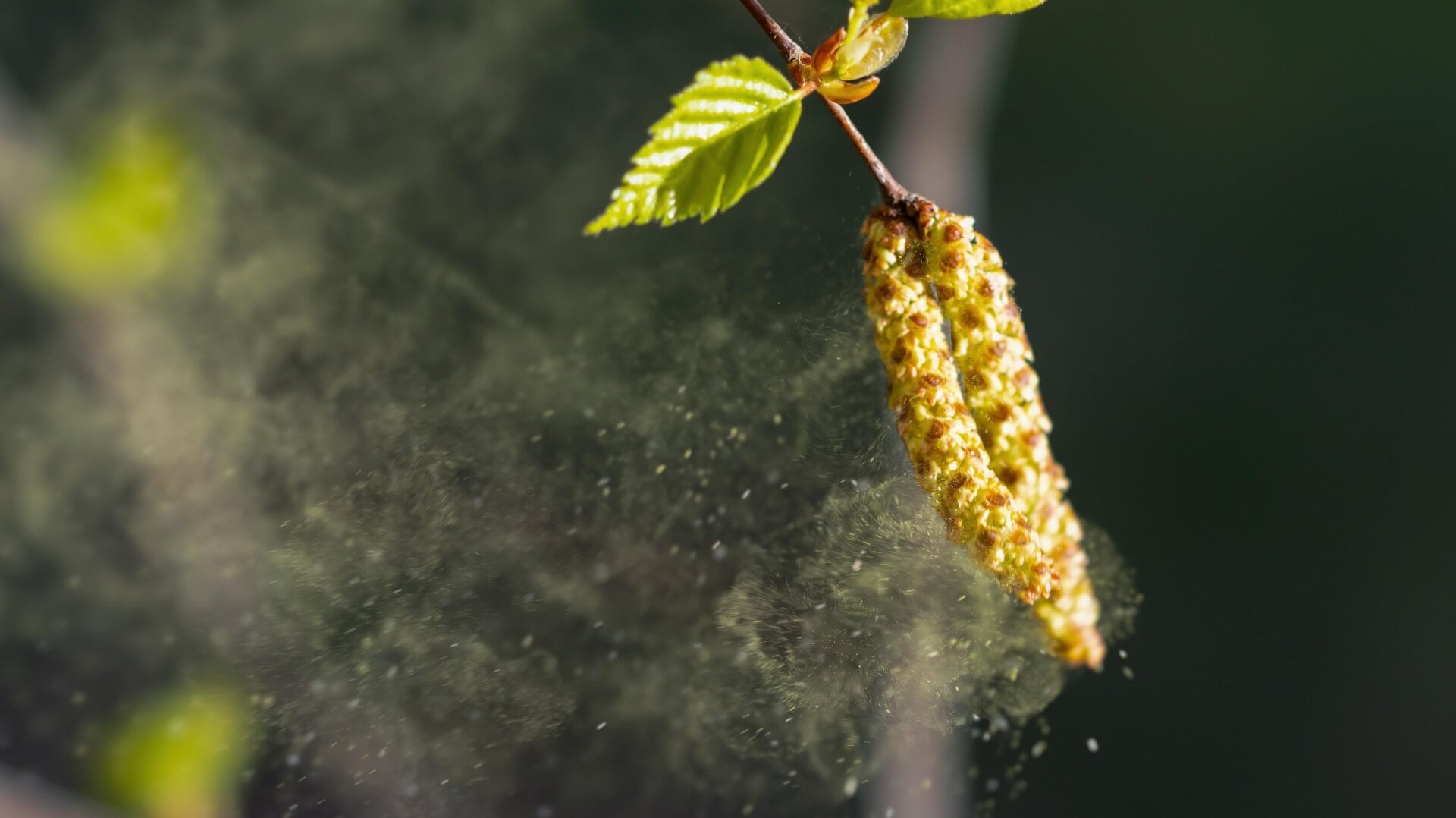 Birkenpollen.