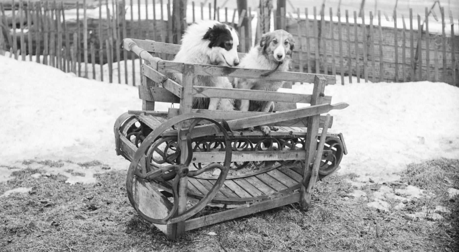 Ein von Hunden angetriebenes Laufband, abgebildet in Kanada im Jahr 1954. 