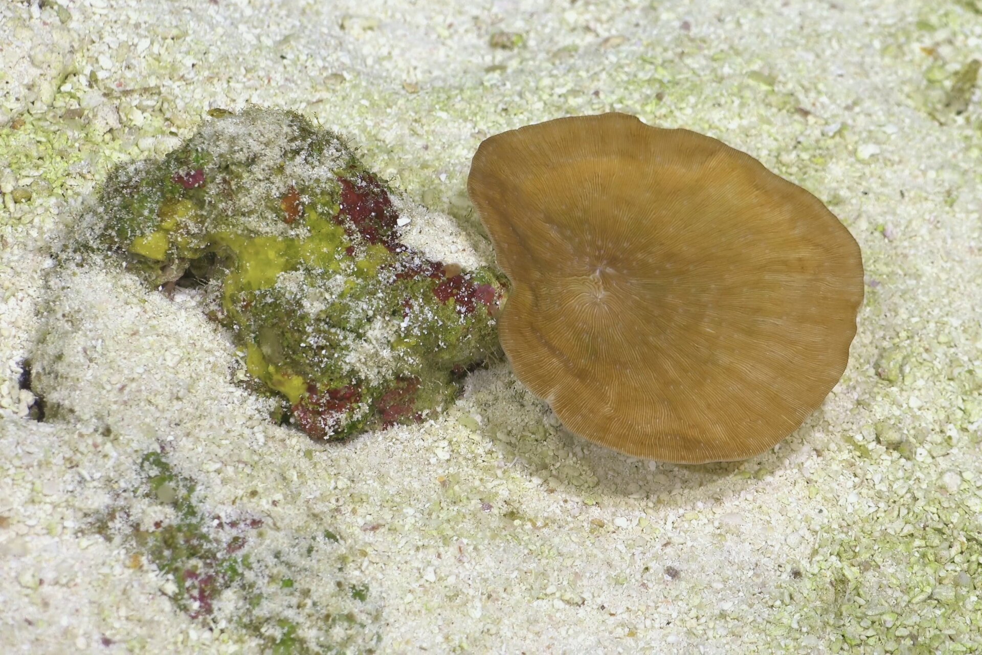 EIN Leptoseris Koralle dokumentiert bei Tauchgang 672.