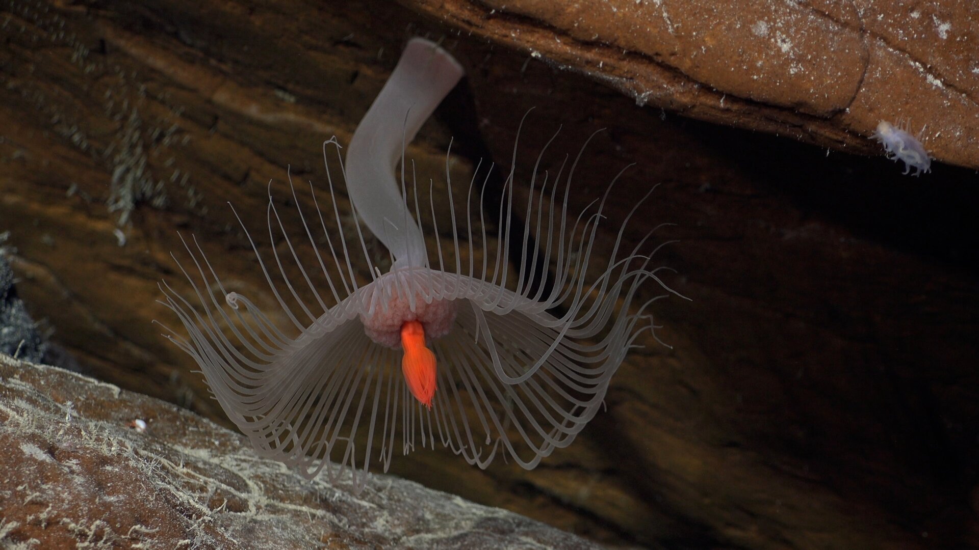 Ein Hydroid, das während Tauchgang 663 gefunden wurde 