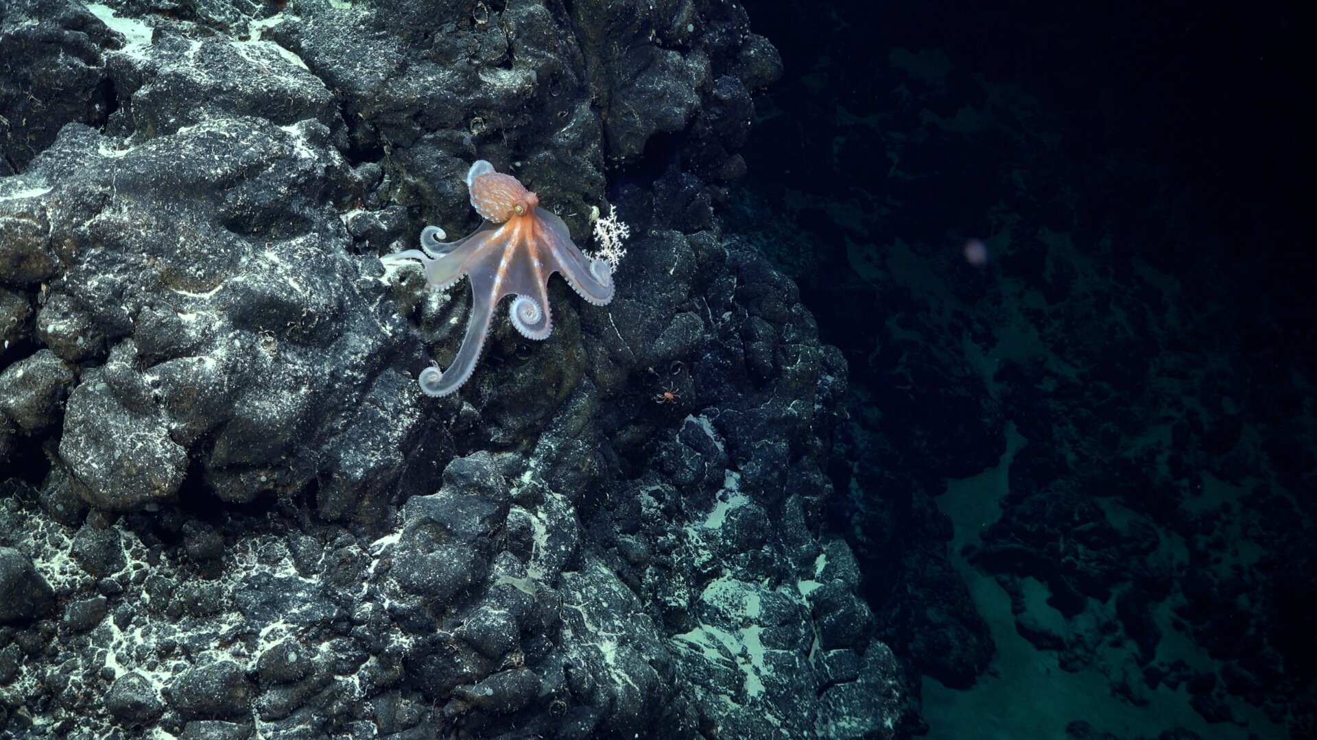 Ein  beim  Tauchgang 674  dokumentierter  Oktopus.