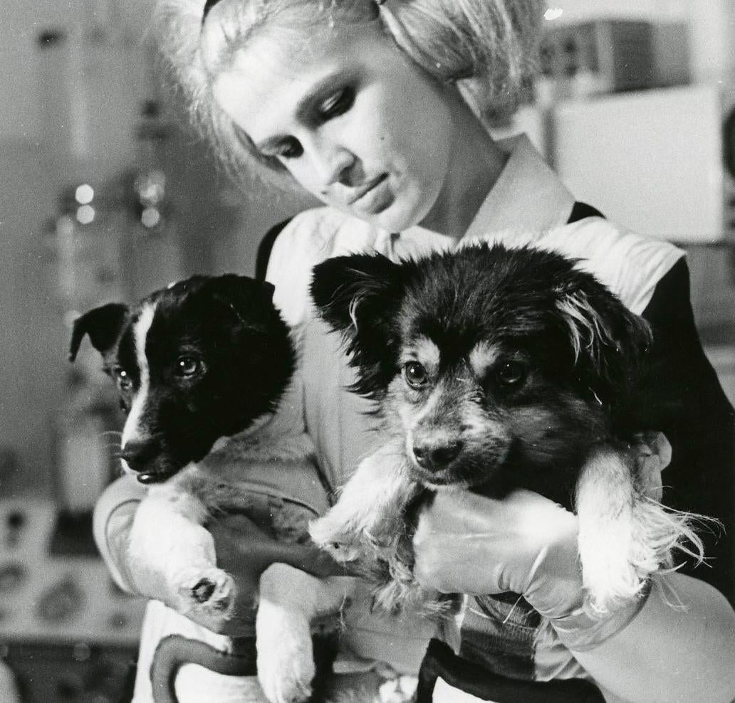 Sowjetische Kosmohunde Veterok und Ugolyok. 