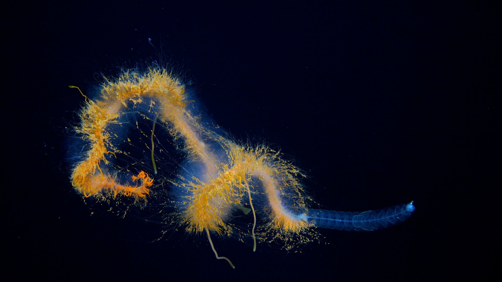 Ein Galaxiensiphonophor, der während Tauchgang 672 beobachtet wurde.