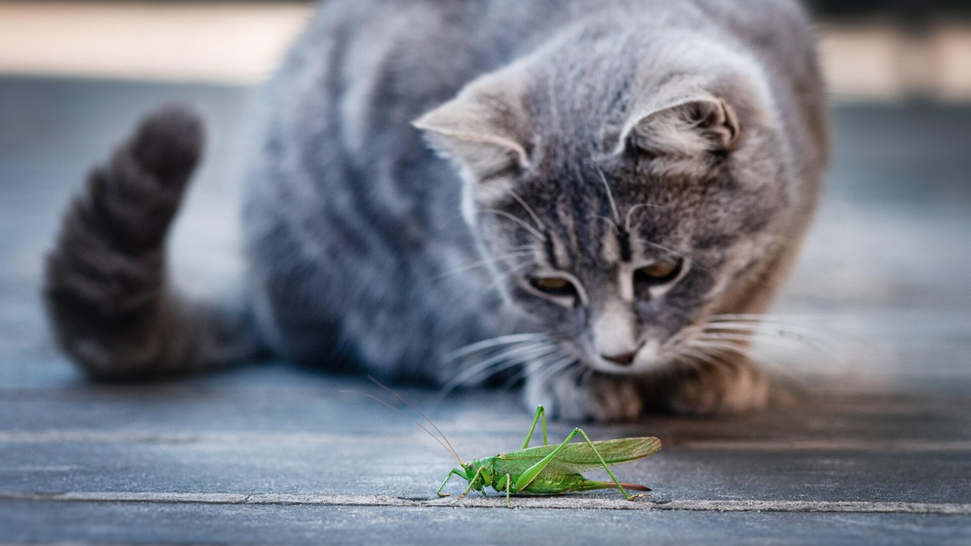 Eine Katze, die mit ihrem potenziellen Futter spielt, einer Heuschrecke.