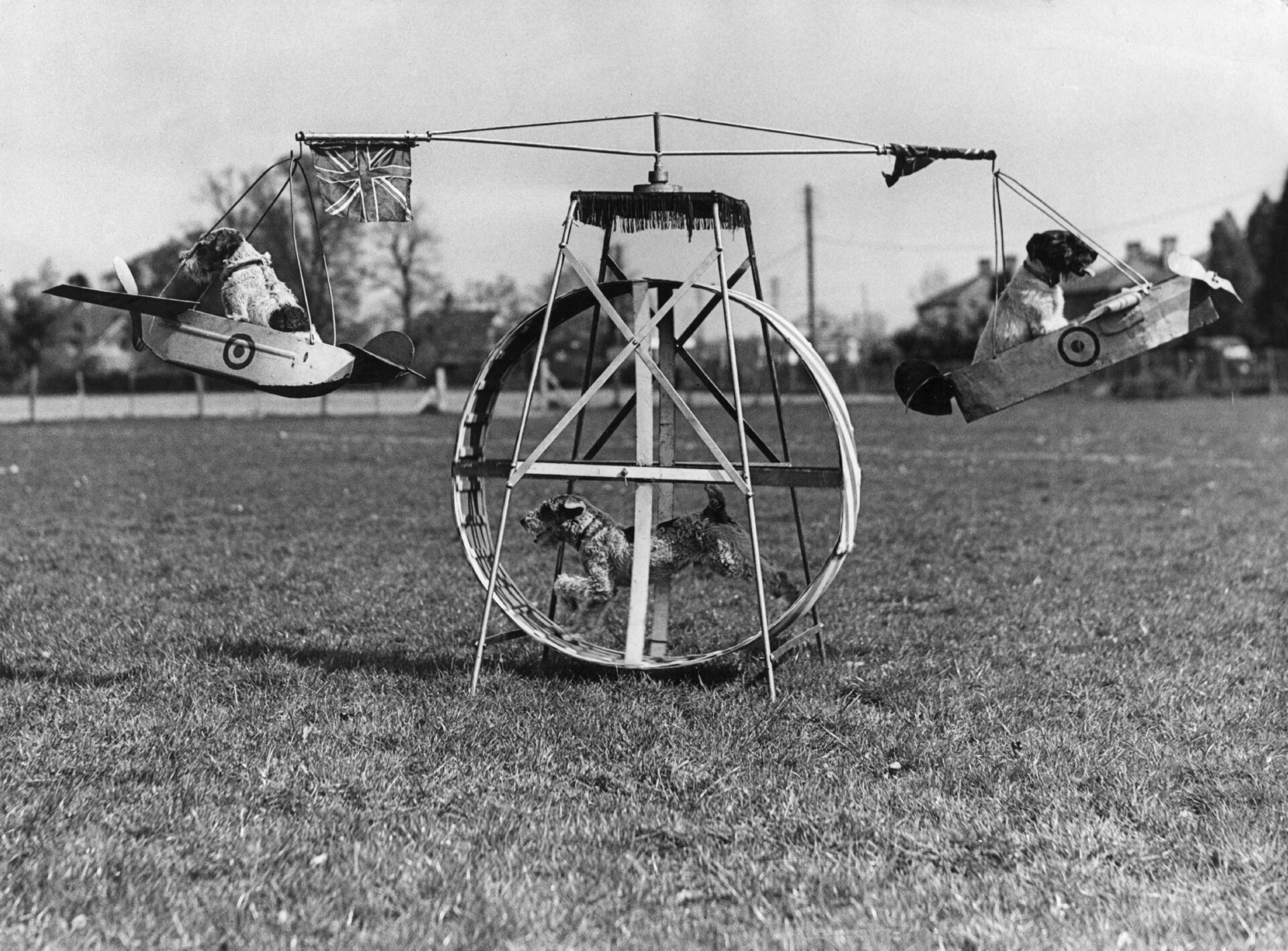 Drei Hunde üben auf einer Flugmaschine für ihre Zirkusvorstellung. Einer dreht ein Rad, das die Flugzeuge bewegt, in denen die anderen sitzen, am 21. April 1943. 