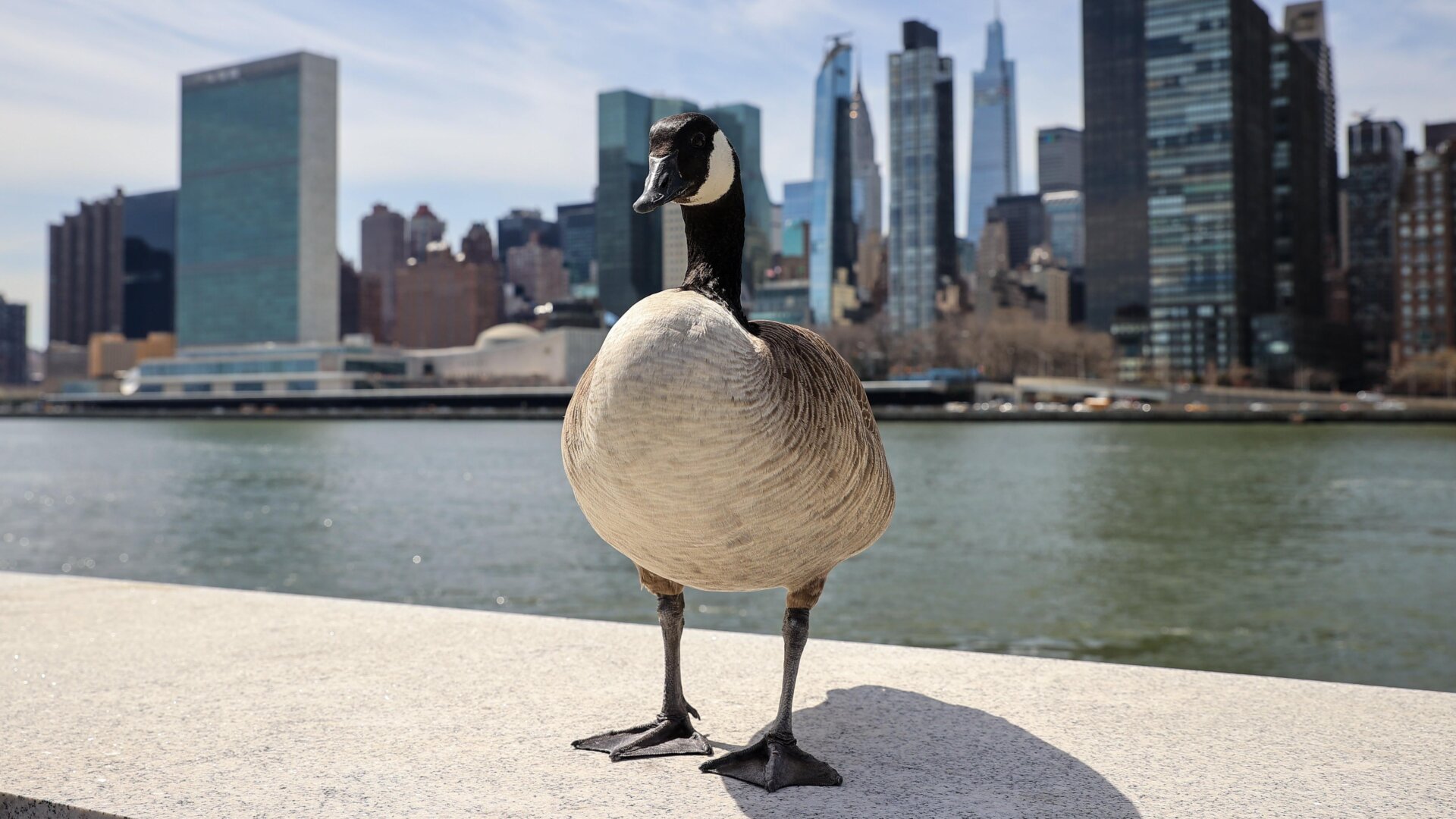 Wissenschaftler haben Spuren von H5N1 in sechs Wildvögeln aus vier verschiedenen Arten gefunden, darunter auch in der Kanadagans. Oben ist eine Kanadagans am 11. April 2022 auf Roosevelt Island in New York City zu sehen.