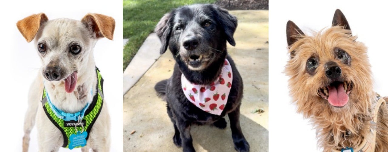 Nur einige der älteren Hunde, die bei Muttville Senior Dog Rescue in der Bay Area zur Adoption stehen, darunter Pyrex (links, #11860), Sundae (Mitte, #11732) und Kabob (rechts, #11852)
