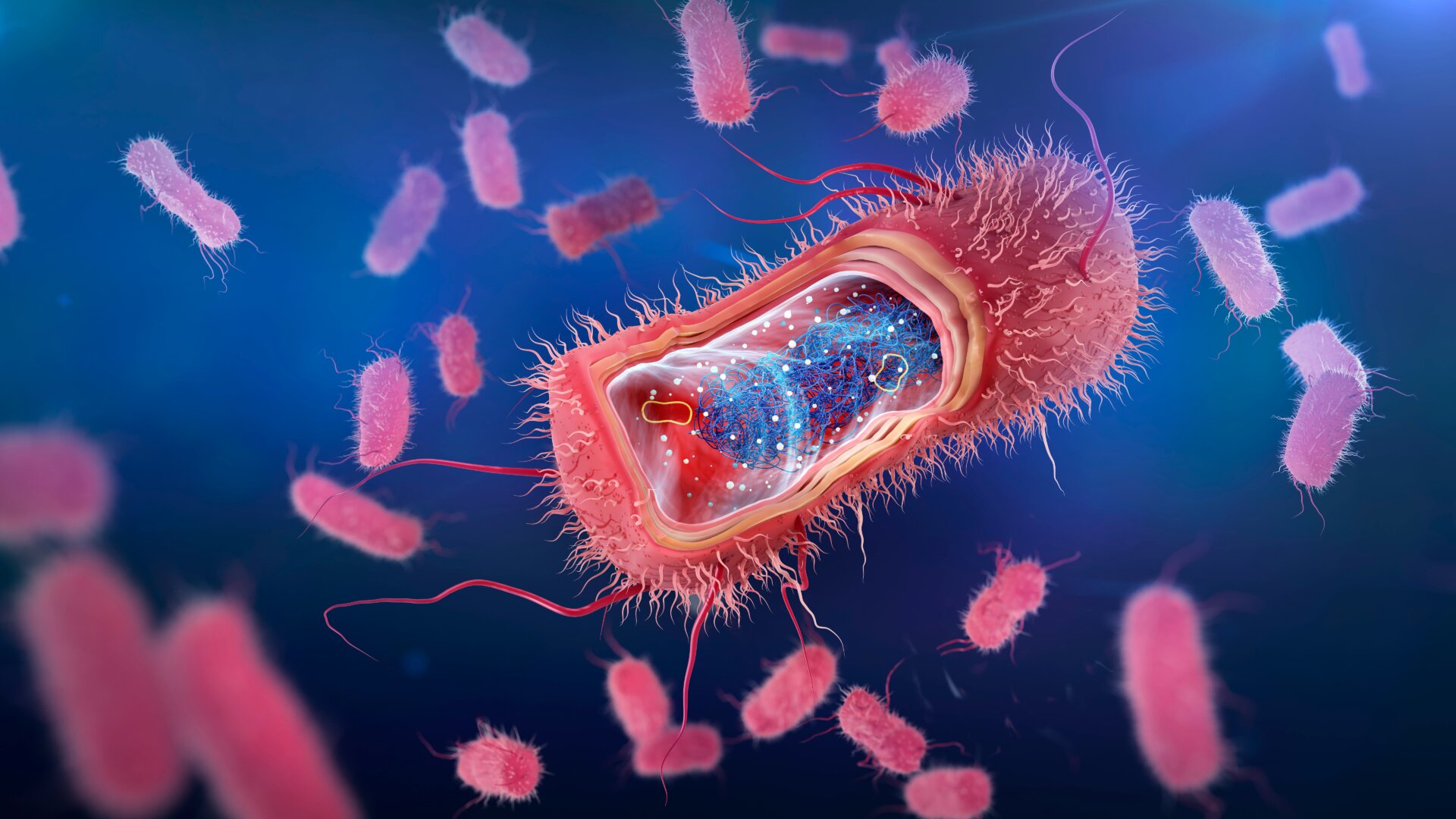 Eine Illustration von Escherichia coli Bakterien