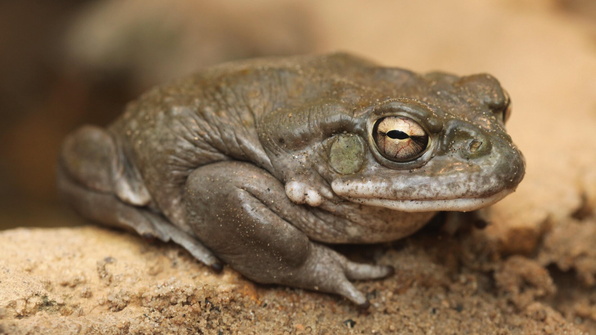 Eine Coloradokröte (Incilius alvarius). Das selten gesehene Amphibie ist in Teilen im Nordwesten Mexikos und im Südwesten der USA heimisch.