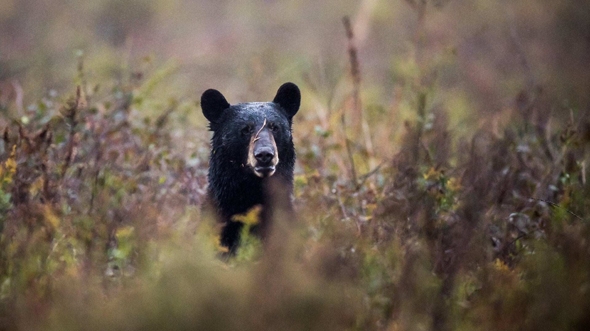Ein Schwarzbär (Ursus americanus) ist auf einem Feld im Alligator River National Wildlife Refuge in North Carolina zu sehen.