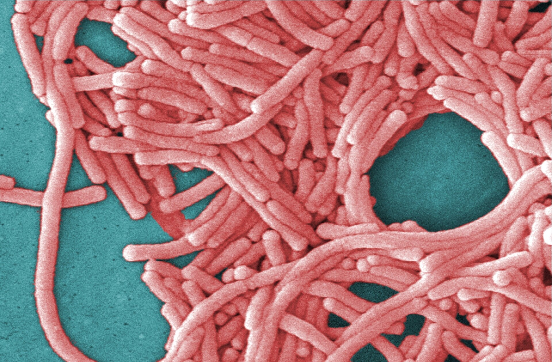 Ein undatiertes Bild von Legionella pneumophila Bakterien.
