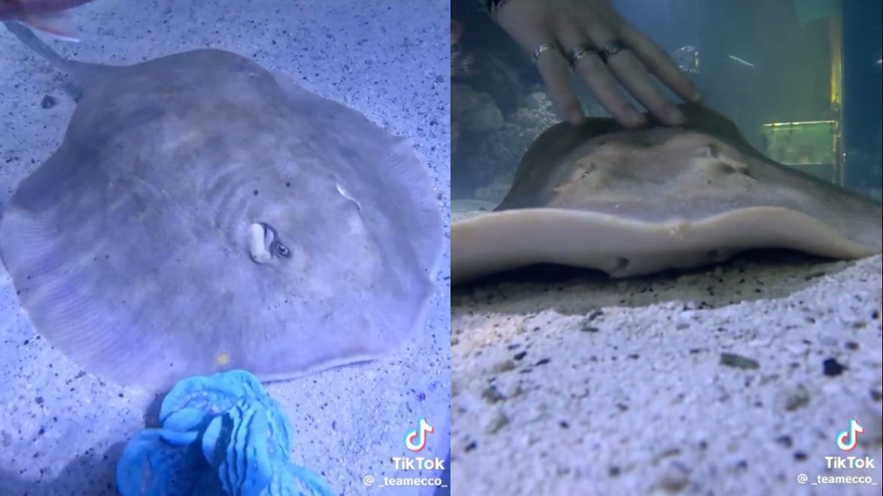 Screenshots von Charlotte dem Stachelrochen aus TikTok-Videos, die vom Aquarium und Shark Lab von Team Ecco in Henderson, North Carolina gepostet wurden