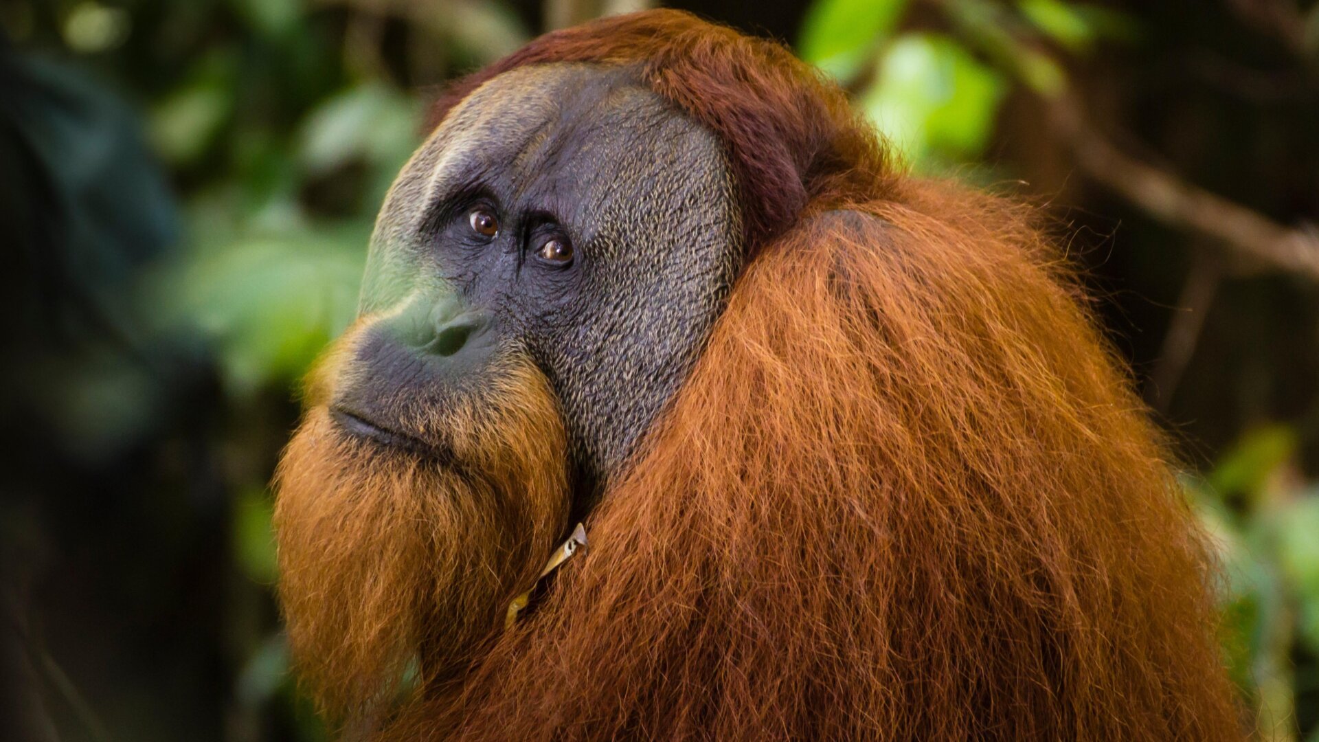 Ein Foto eines nicht identifizierten Sumatra-Orang-Utans.
