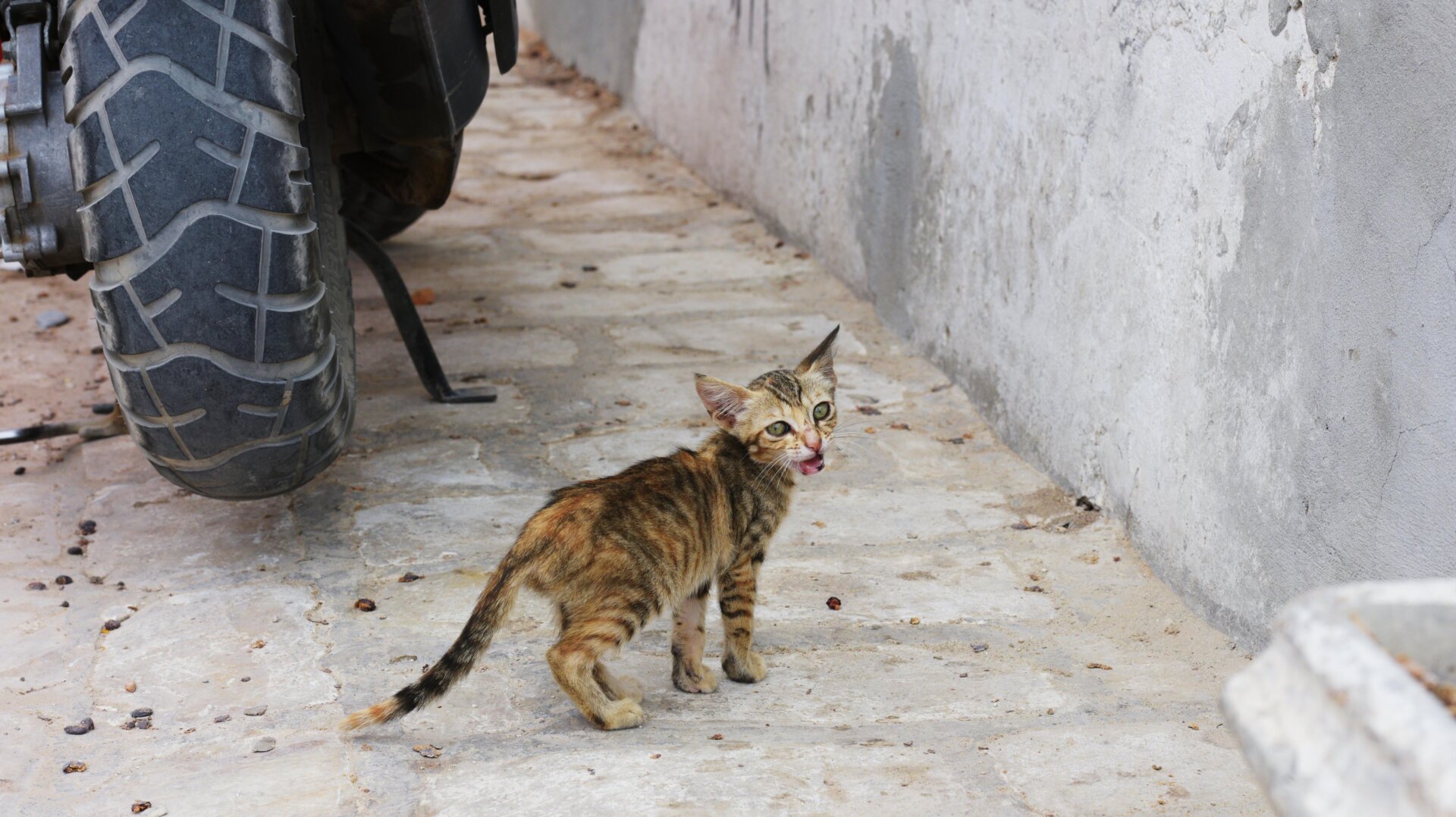 Ein streunendes Kätzchen, fotografiert auf der Straße im Dorf Guellala, Insel Djerba, Tunesien.