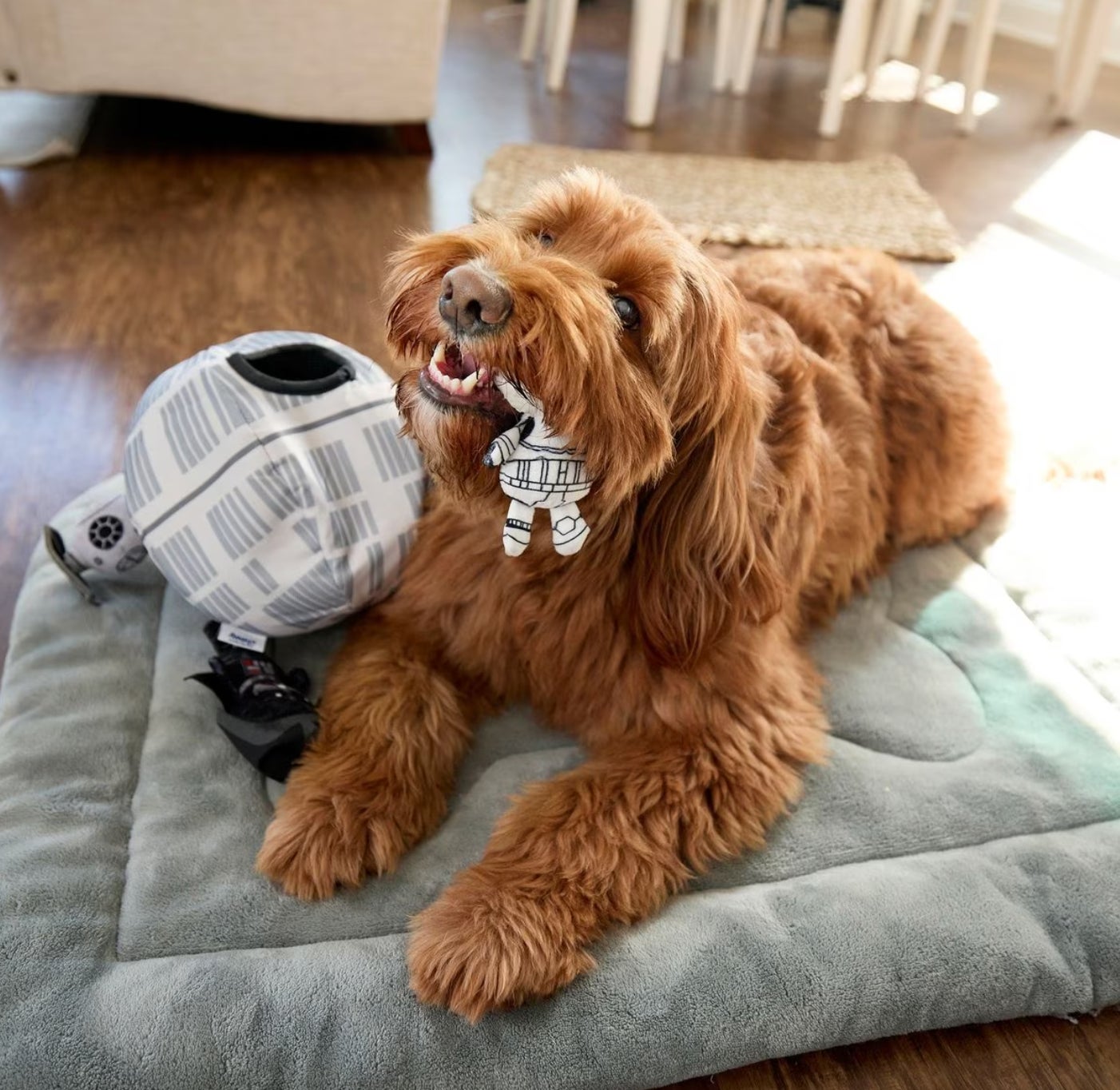 Image: Chewy