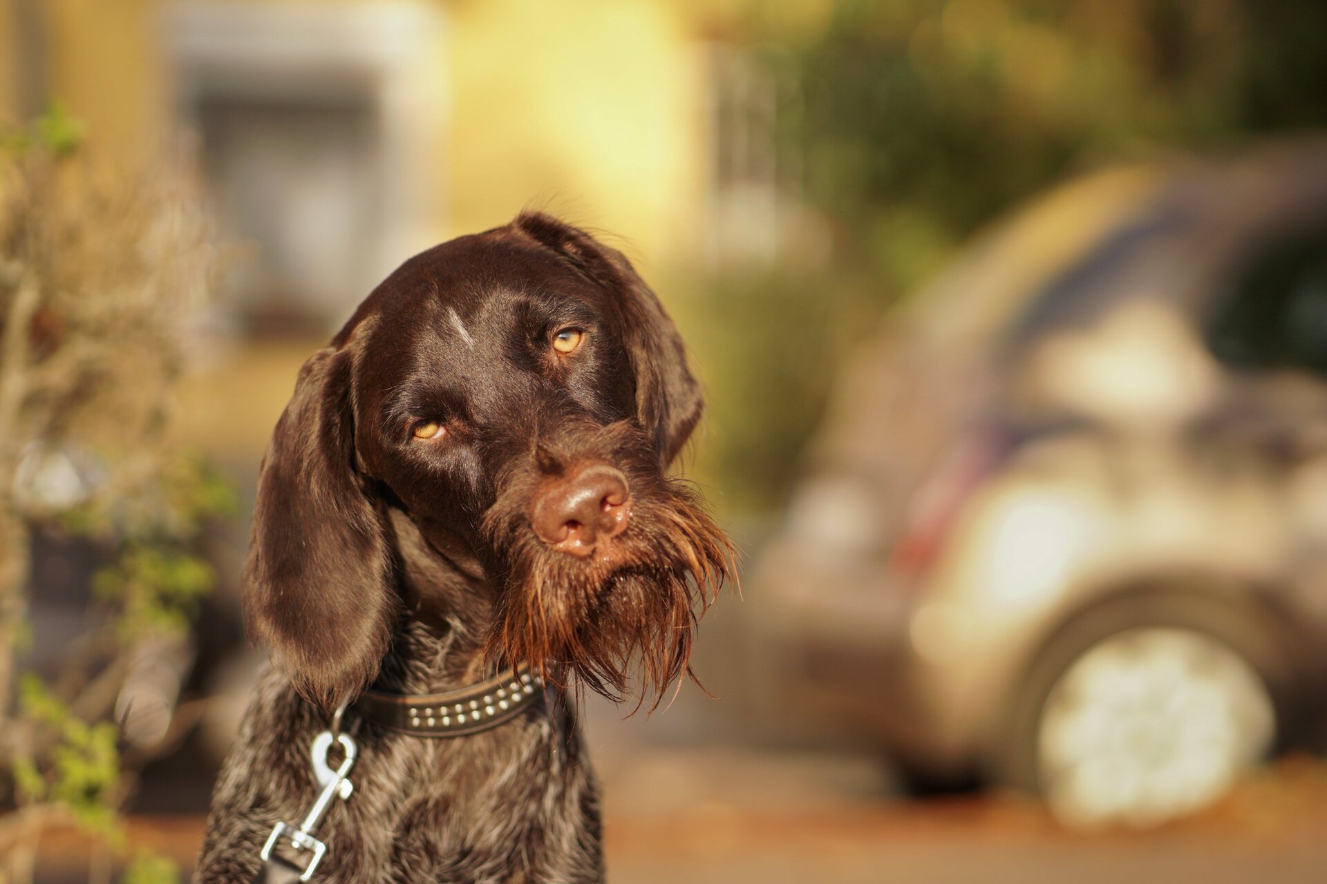 Photo: ©Anna Petro/Comedy Pets