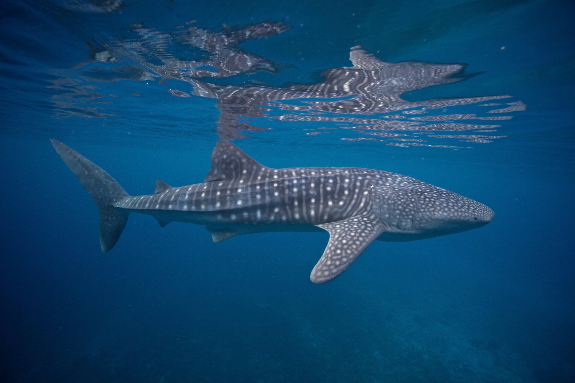 Photo: Steve De Neef/VW Pics/Universal Images Group