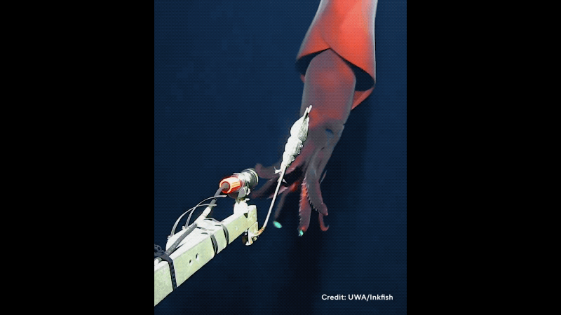 Ein aus der Tiefsee gefangener Tintenfisch stürzt sich auf die Kamera, um sie mit einem Köder zu schnappen.