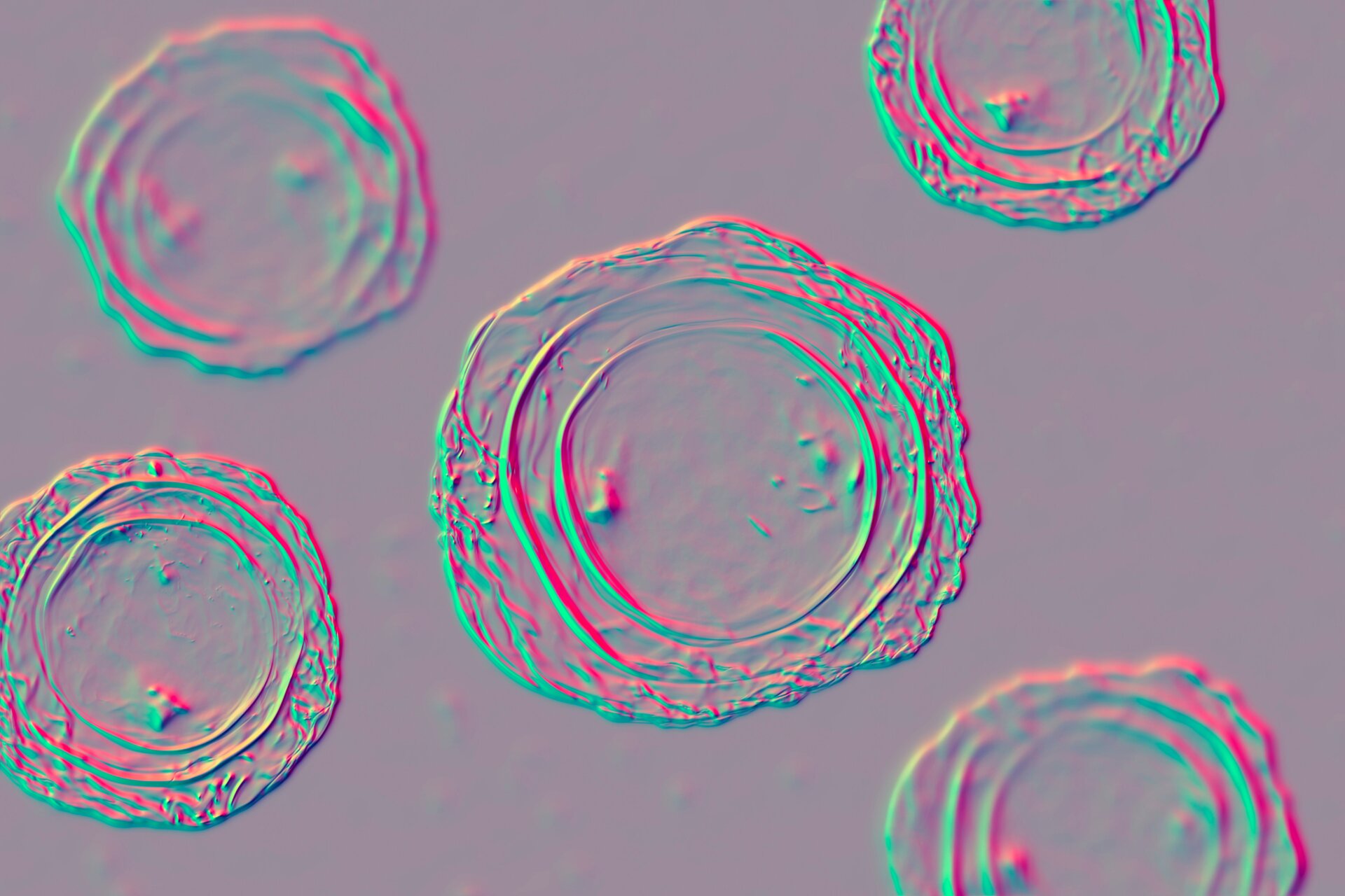 Eine Illustration von fertilzed Ascaris lumbricoides Eier