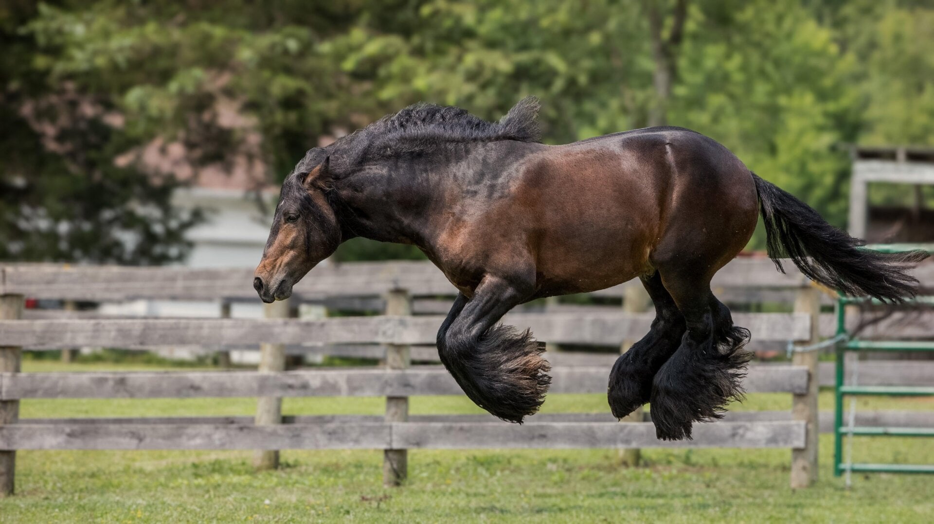 Ein springendes Pferd, mit allen Vieren in der Luft.