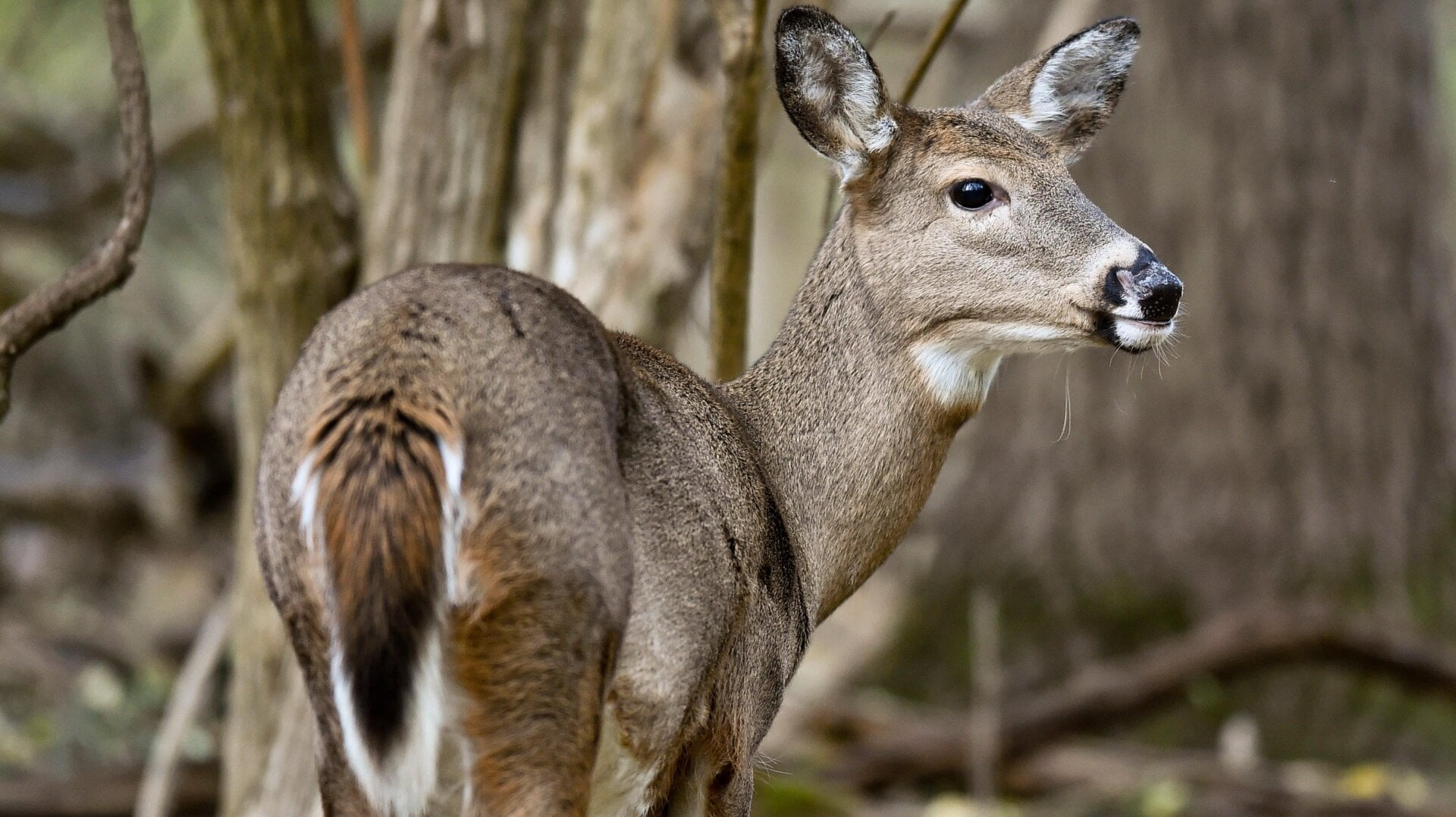 Ein Weißwedelhirsch sucht in den Wäldern der Wyoming Parklands in Pennsylvania nach Nahrung.