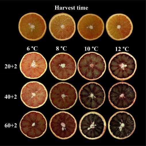 Graphic: Fariborz Habibi et al, University of Florida