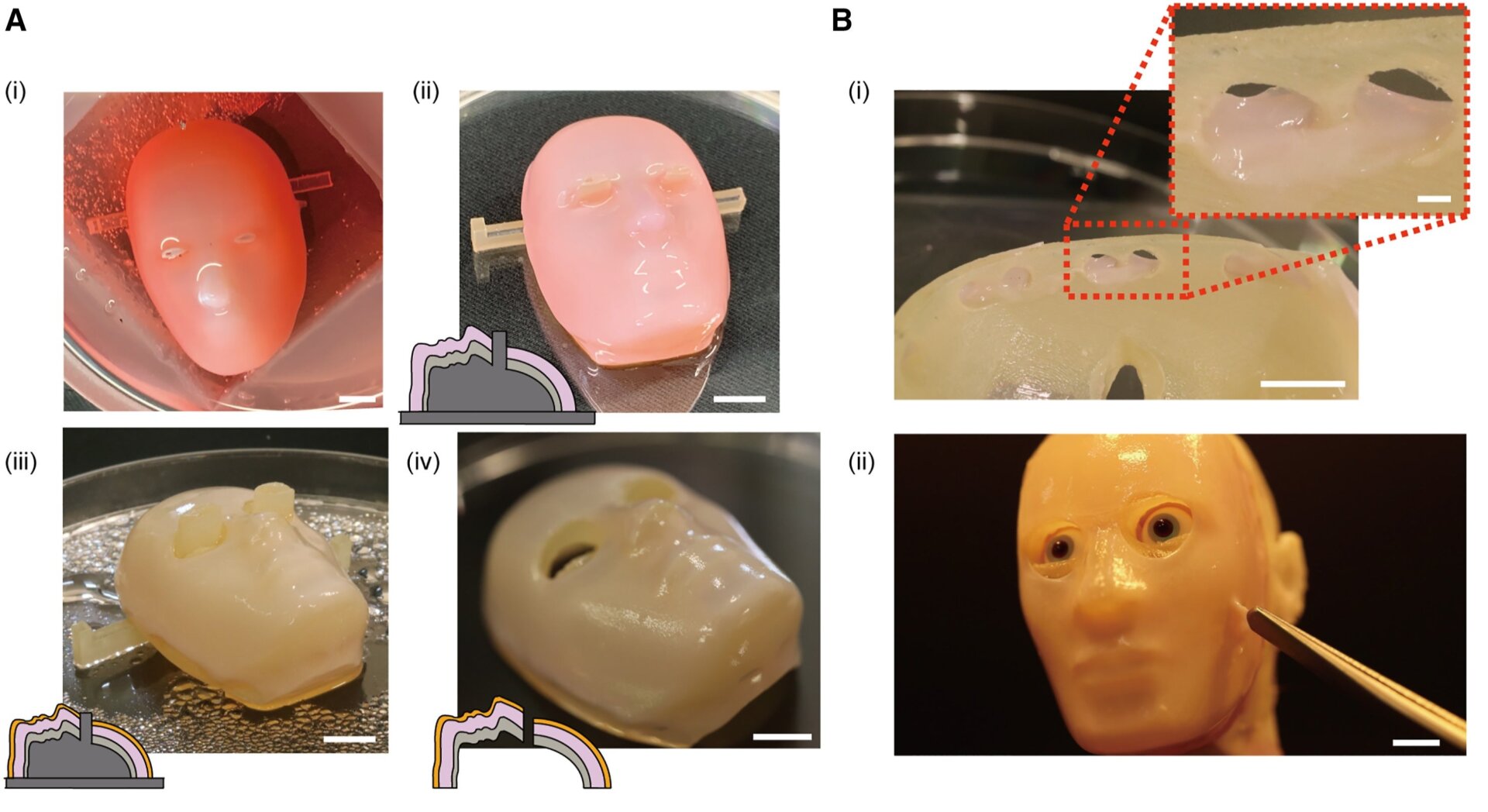Demonstration der Perforationsanker zum Abdecken des Gesichtsgeräts mit Hautäquivalent