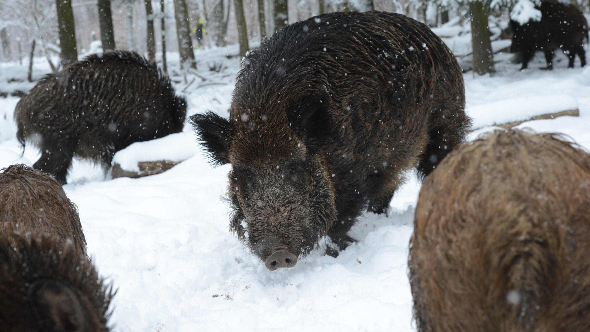Im Winter fotografierte Wildschweine rund um die Stadt Stuttgart, Deutschland.