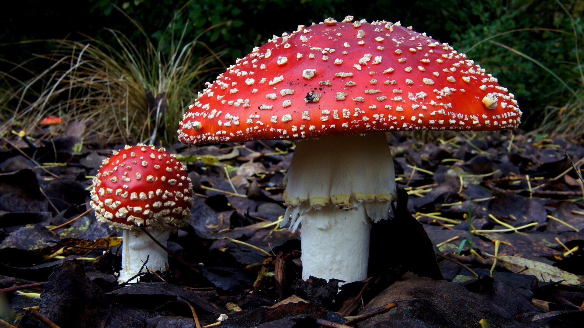 Fliegenpilz Pilze