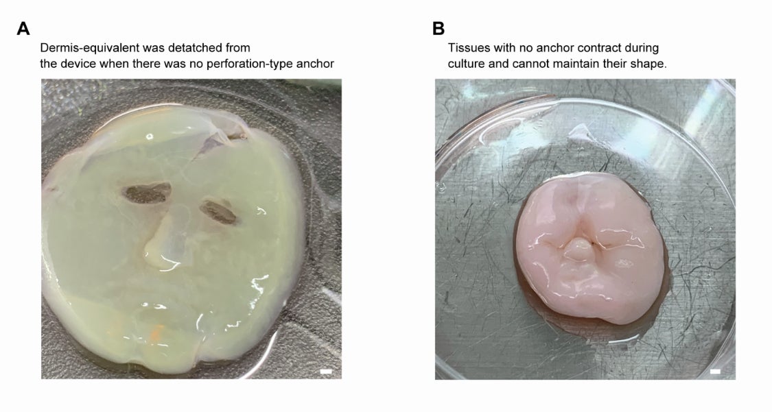In der Arbeit wird Folgendes erklärt: „Das Dermis-Äquivalent wurde auf dem 3D-Gesichtsgerät ohne Perforationsanker hergestellt. (A) Ohne Perforationsanker löste sich das Dermis-Äquivalent beim Abziehen der oberen Form vom Gesichtsgerät. (B) Das Kultivieren von Dermis-Äquivalenten, die nicht durch Perforationsanker gesichert sind, führt dazu, dass sie ihre Form nicht beibehalten können. Maßstab: (A) 1 mm; (B) 1 mm.“
