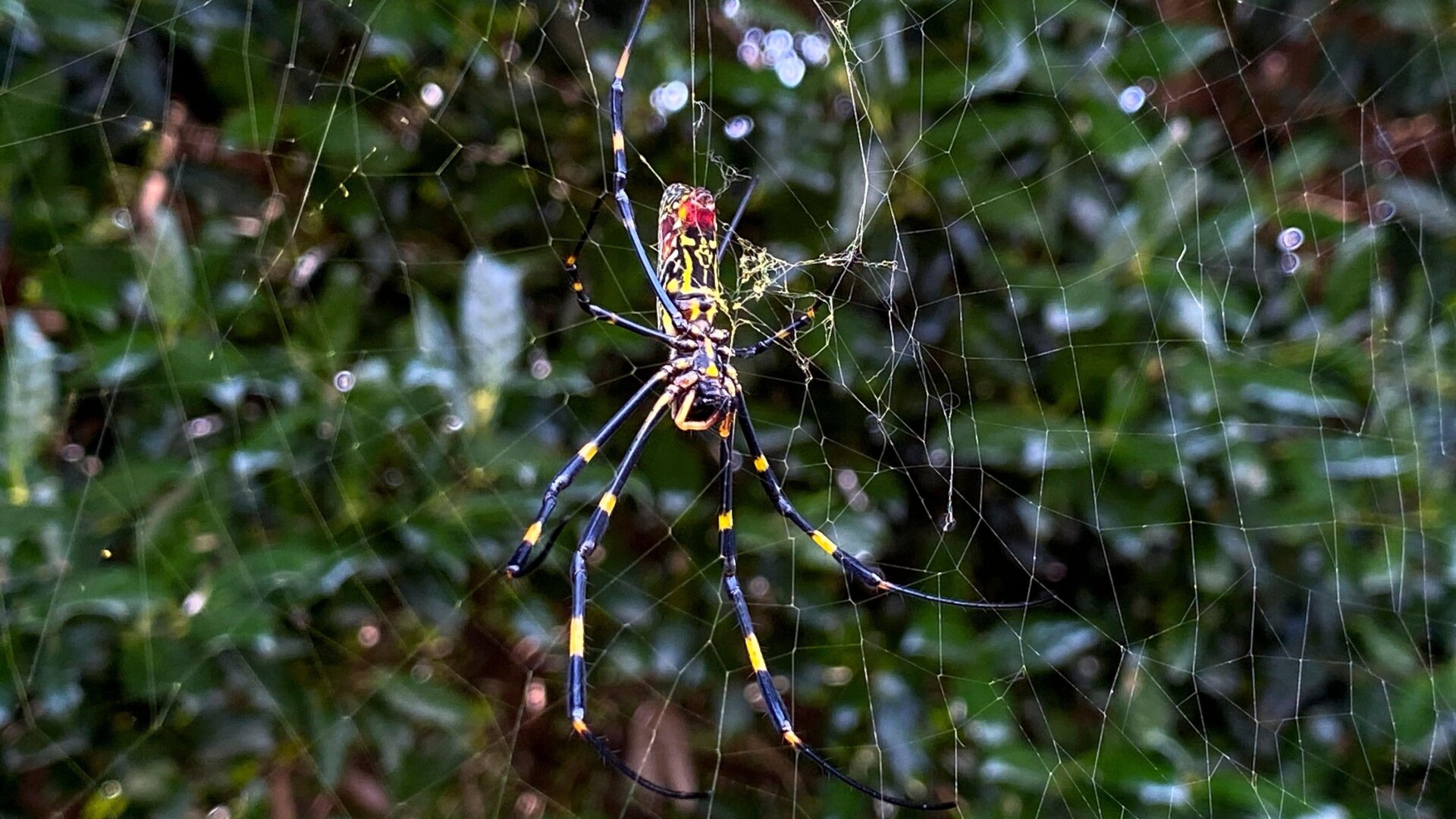 Ein Foto einer Joro-Spinne in Georgia, aufgenommen am 24. Okt. 2021.