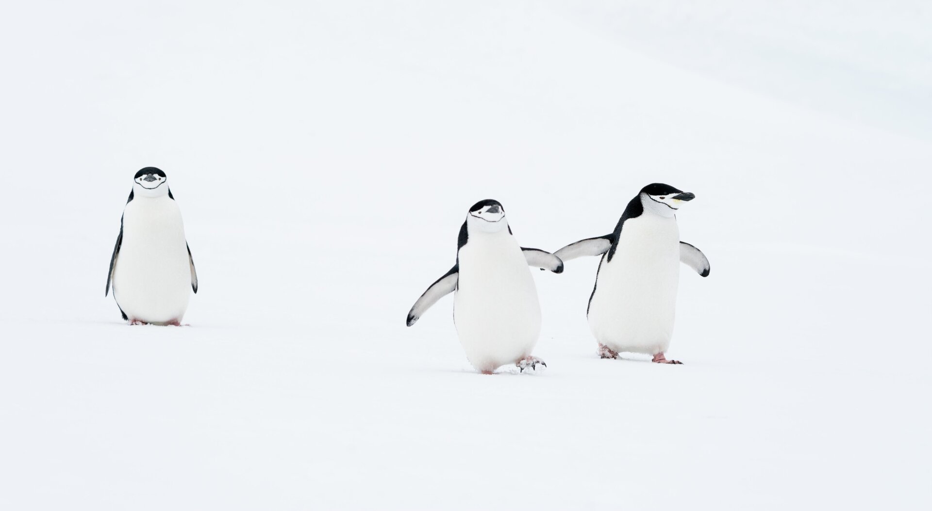 Photo: © Deena Sveinsson / Nikon Comedy Wildlife Awards