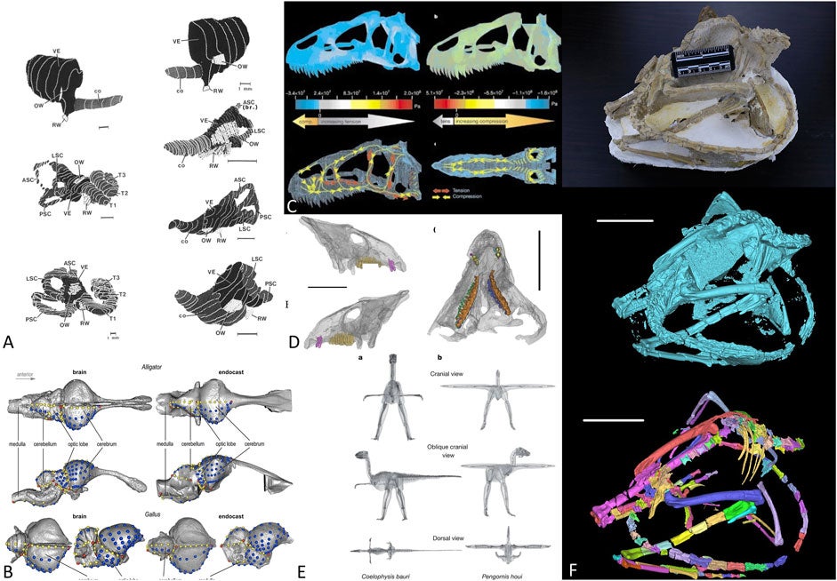 Mithilfe von Deep-Learning-Modellen segmentierte Protoceratopsier-Schädel.