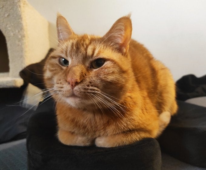 Cheddar „Chiz“ Cara, bekannte Katze und unproblematischer Kratzbaum.