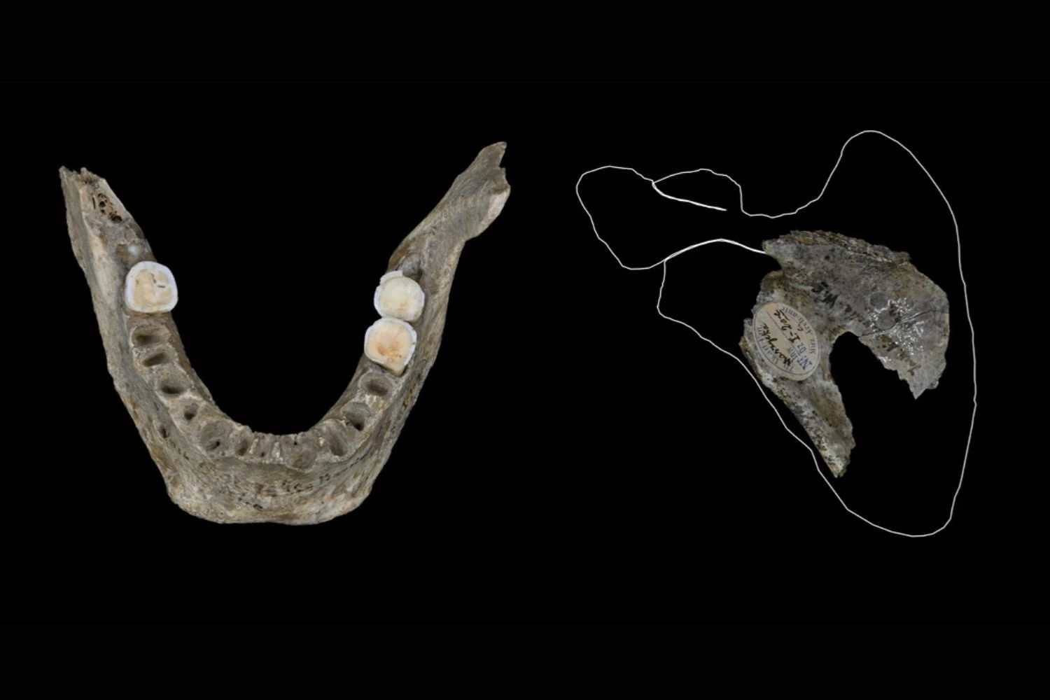 Überreste mit Hinweisen auf Kannibalismus aus der Maszycka-Höhle.