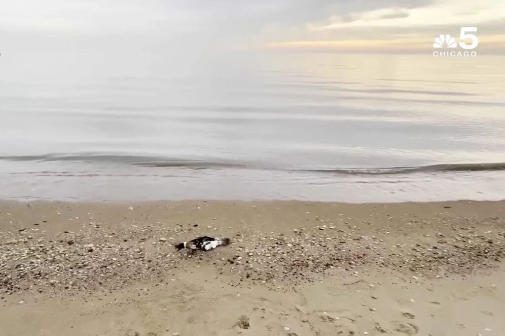 A Dead Duck On A Chicago Beach Captured By Nbc5