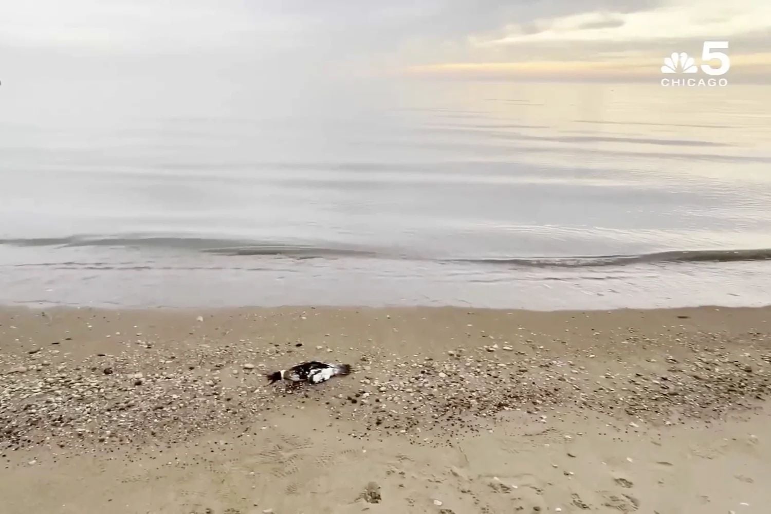 A dead duck on a Chicago beach captured by NBC5