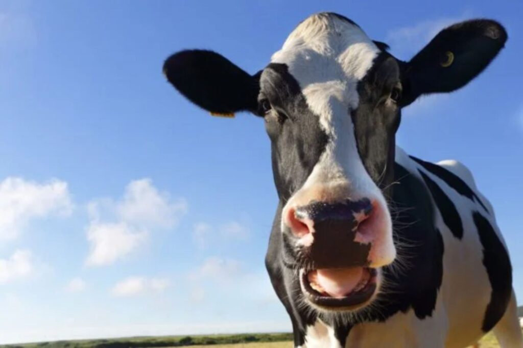 A Second Genotype Of Bird Flu Appears To Have Spread From Birds To Cows, And Now From Cows To Humans.