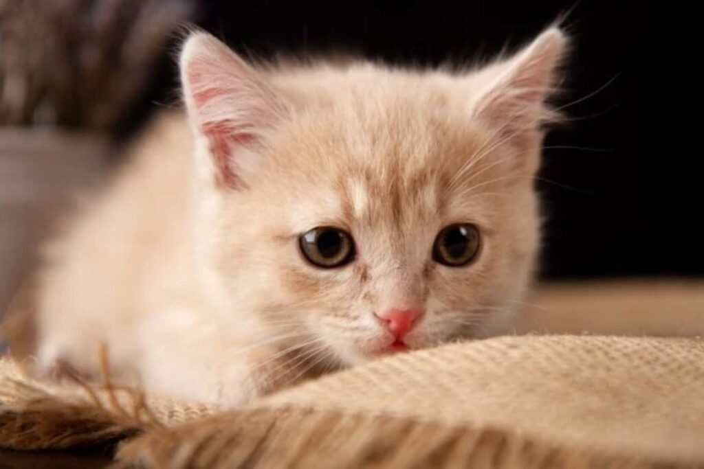 Cats Are At High Risk Of Severe Illness From H5n1, Research Has Suggested.