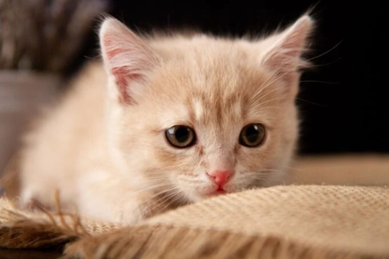 Katzen sind einem hohen Risiko für schwere Erkrankungen durch H5N1 ausgesetzt, wie Forschungsergebnisse nahelegen.