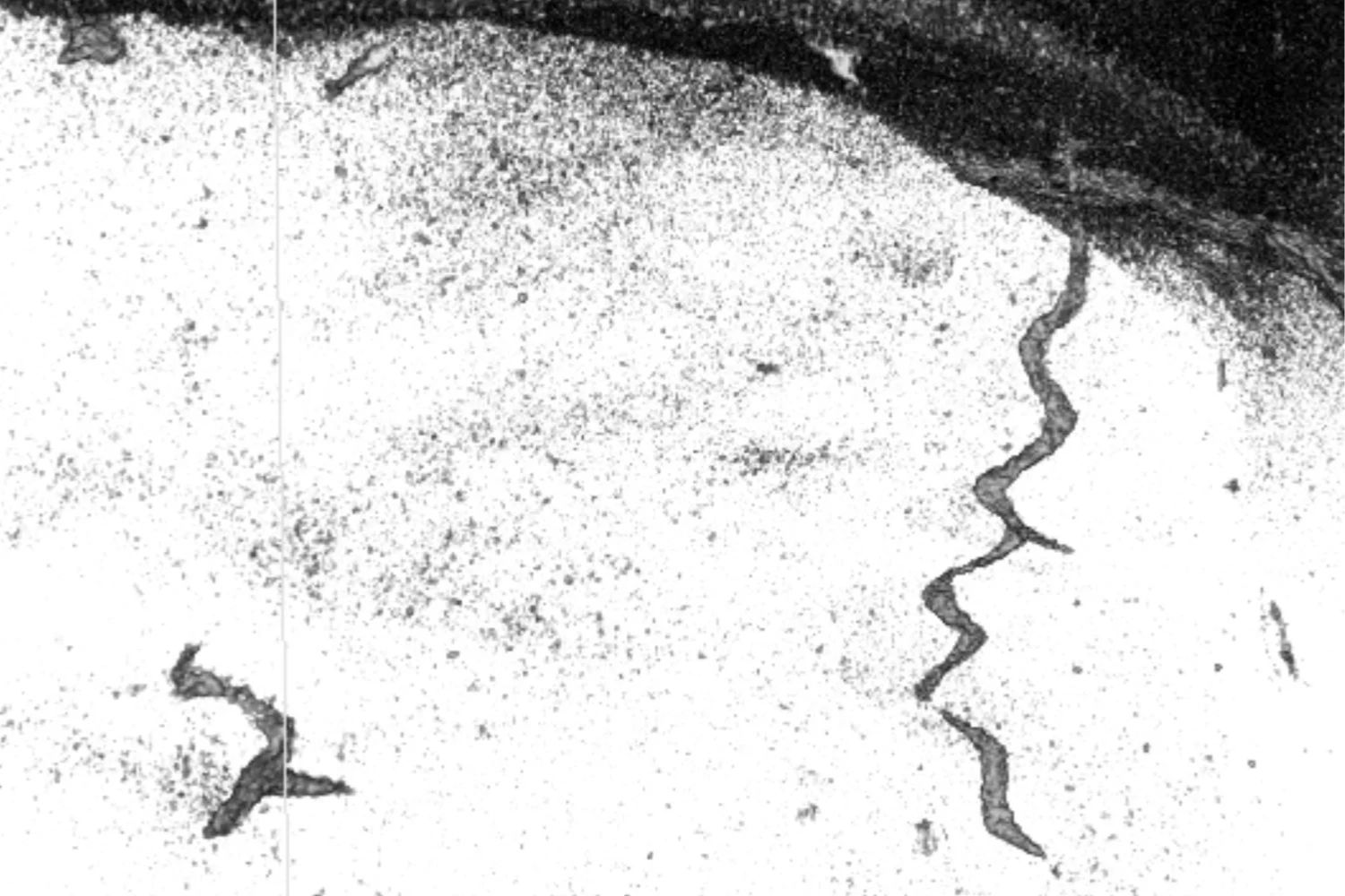 Ein tomographisches Bild von Spurenfossilien eines grabenden Tieres.
