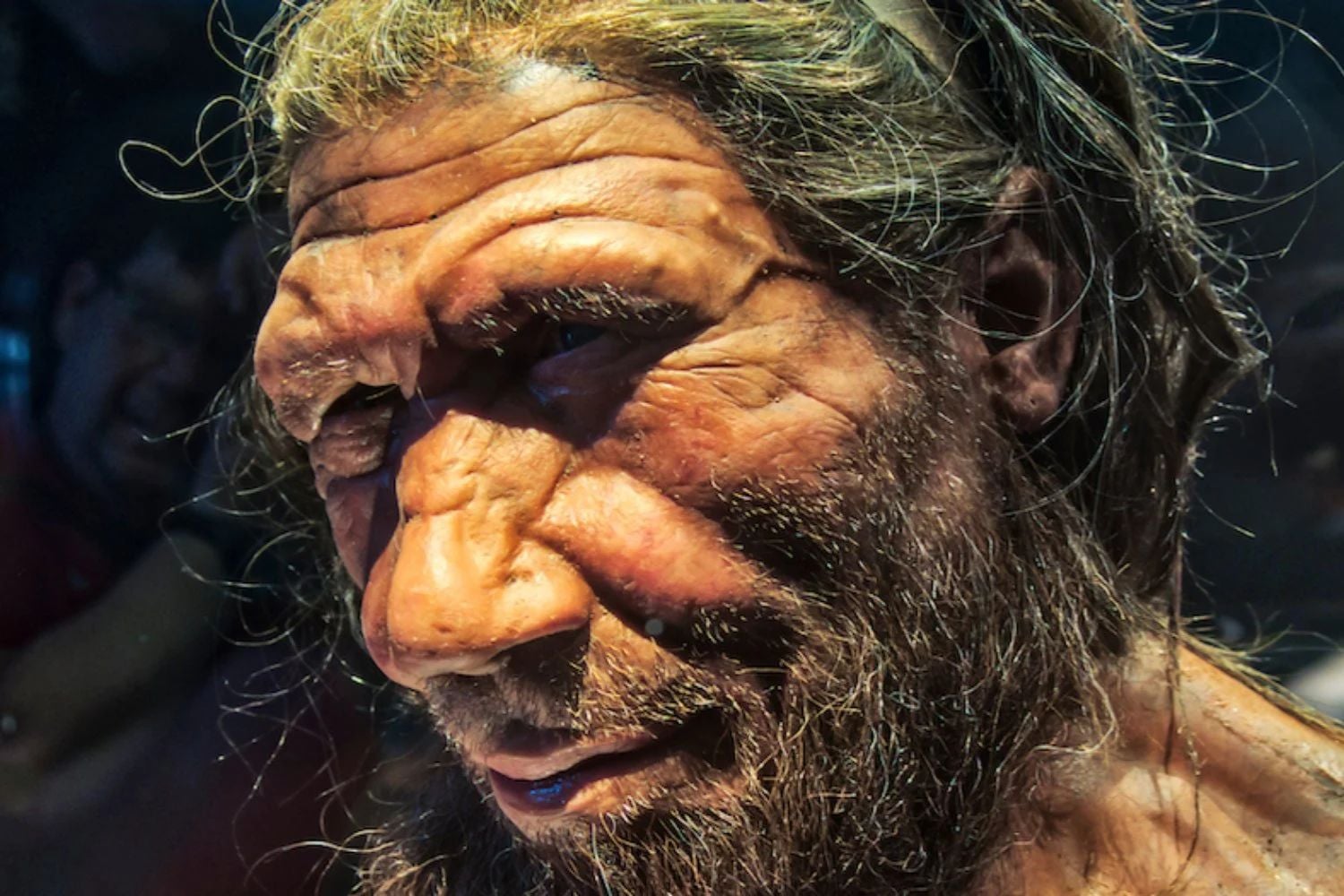 Eine Neandertaler-Rekonstruktion im Naturhistorischen Museum in London.