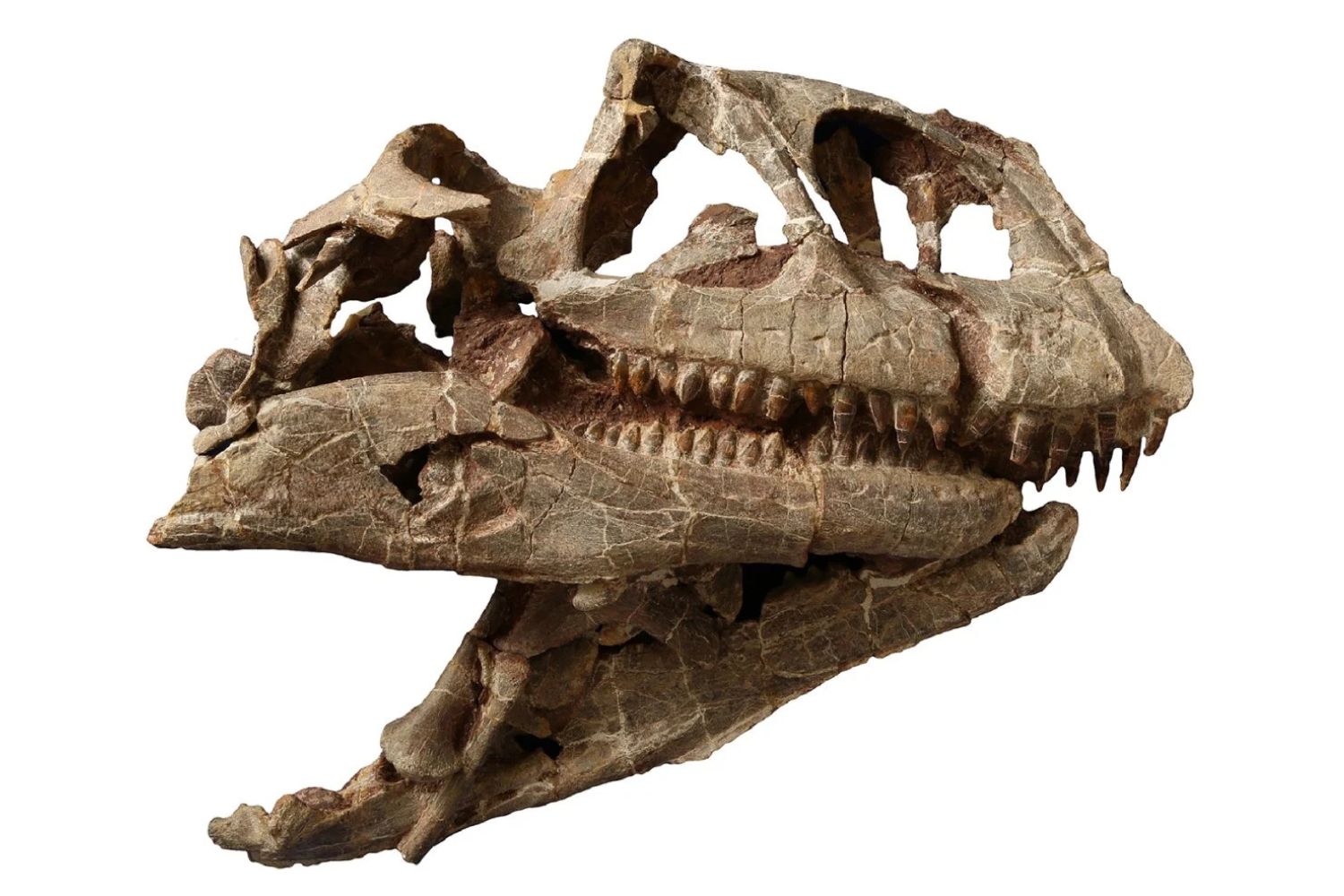 Skull