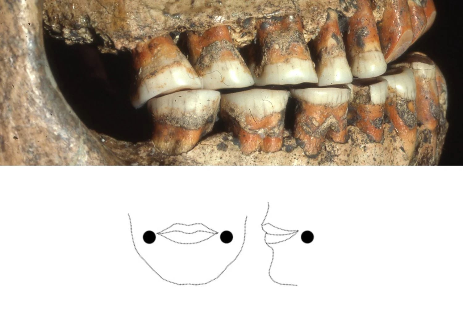 Close up of Pavlovian teeth remains, and potential position of cheek piercings.