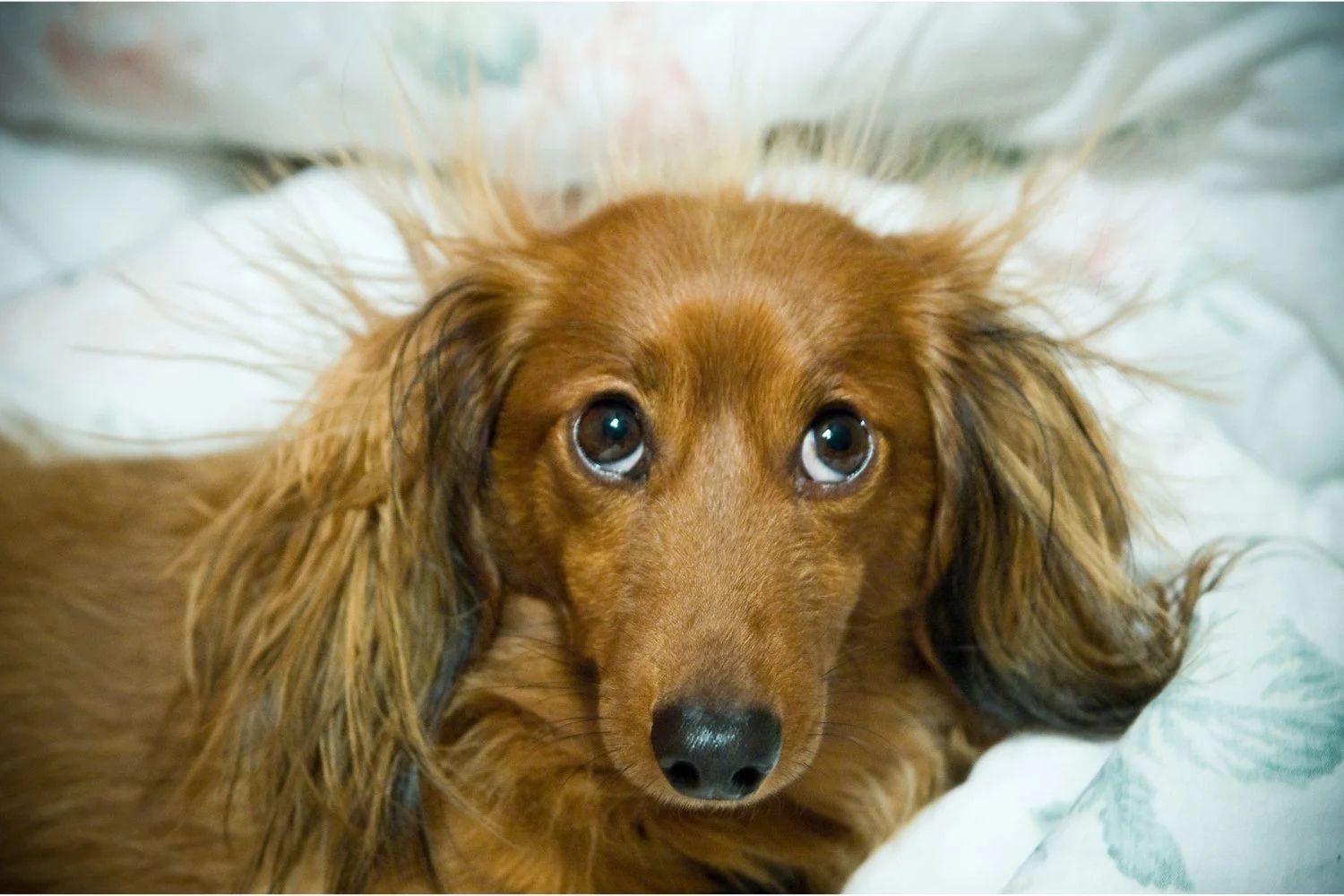  Ein Hund erlebt statische Elektrizität.