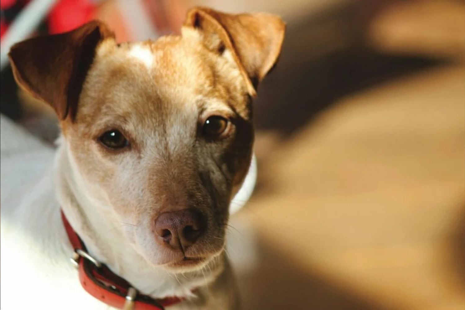 Hitzewelle im Wohnzimmer: Was extreme Temperaturen mit deinem Haustier anrichten – und warum niemand darüber spricht