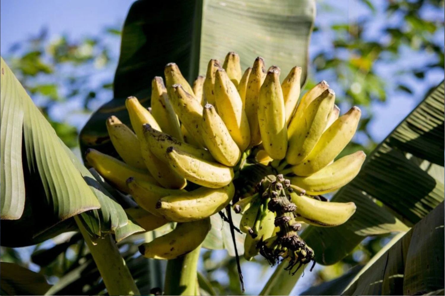 Diese Frucht boostet deine Energie, verbessert die Verdauung – und hilft sogar beim Einschlafen!
