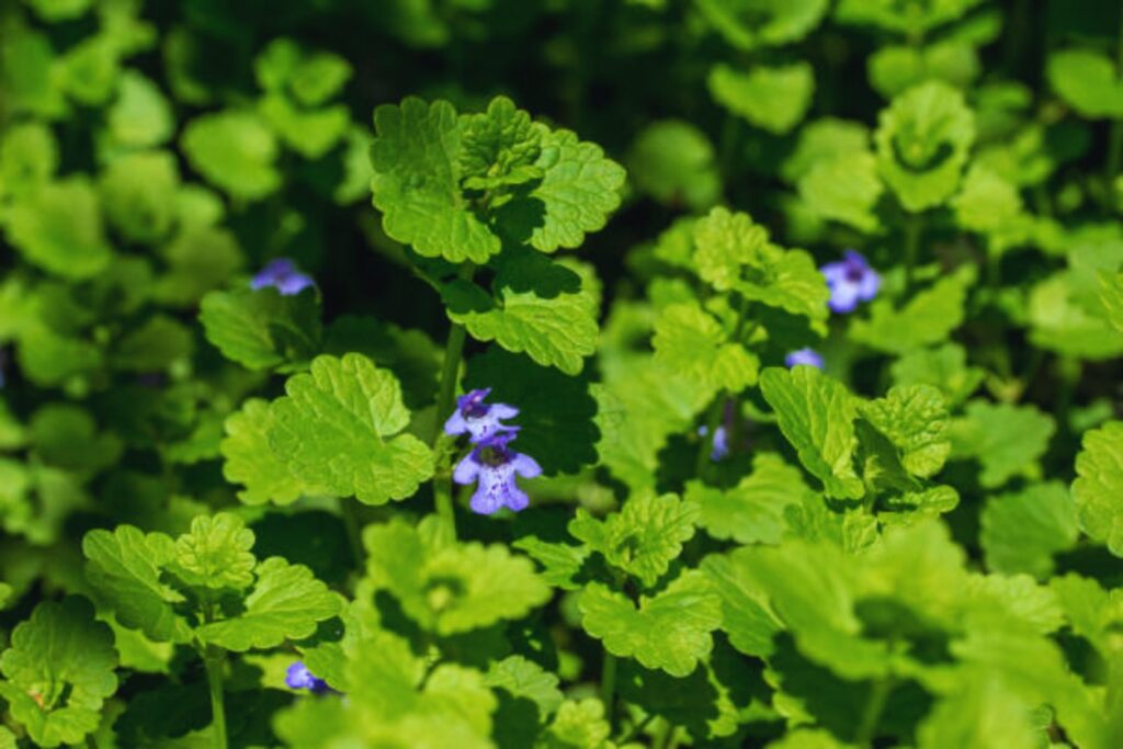 Warum du Gundermann im April nicht jäten solltest – ein unterschätzter Schatz im Garten
