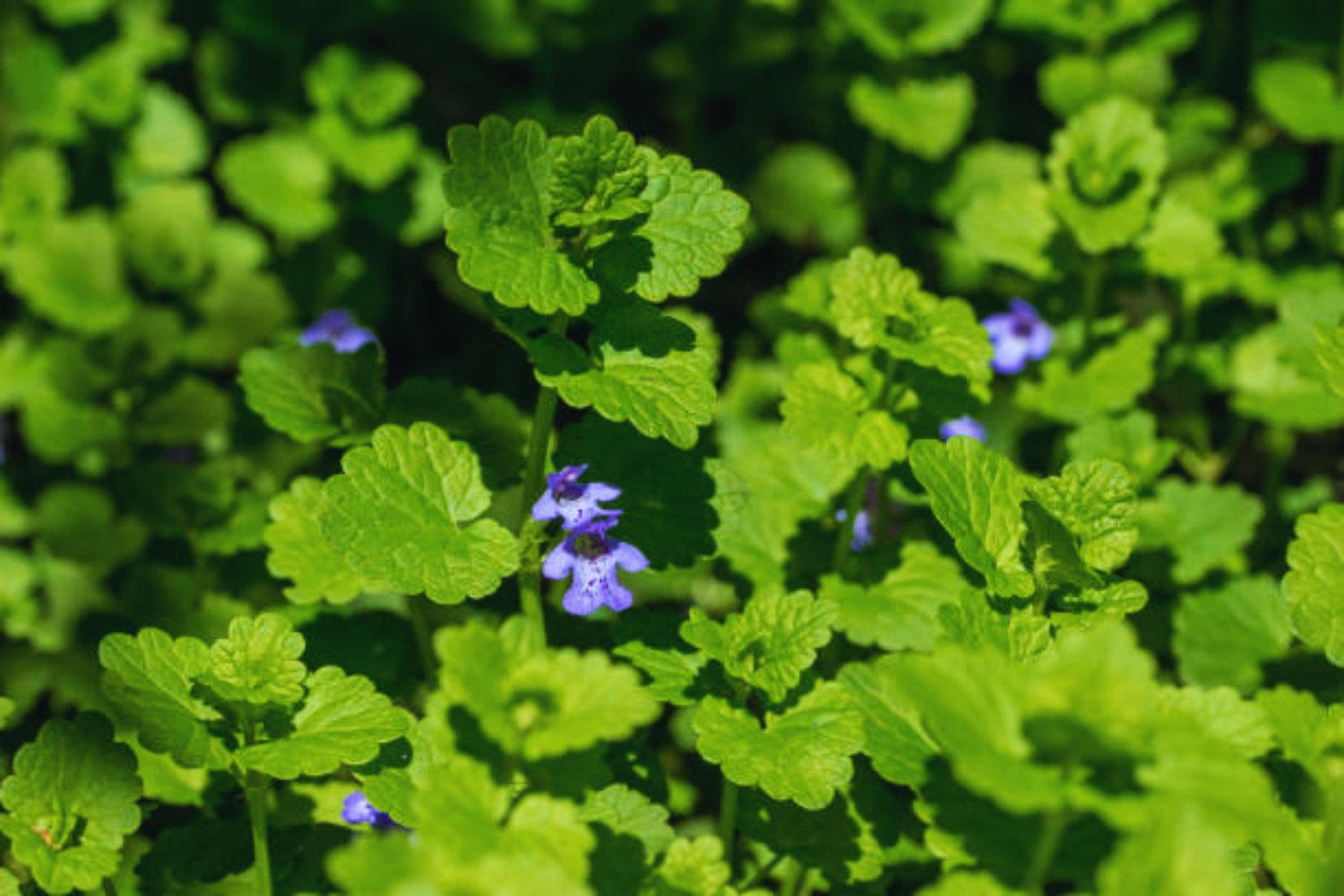 Warum du Gundermann im April nicht jäten solltest – ein unterschätzter Schatz im Garten