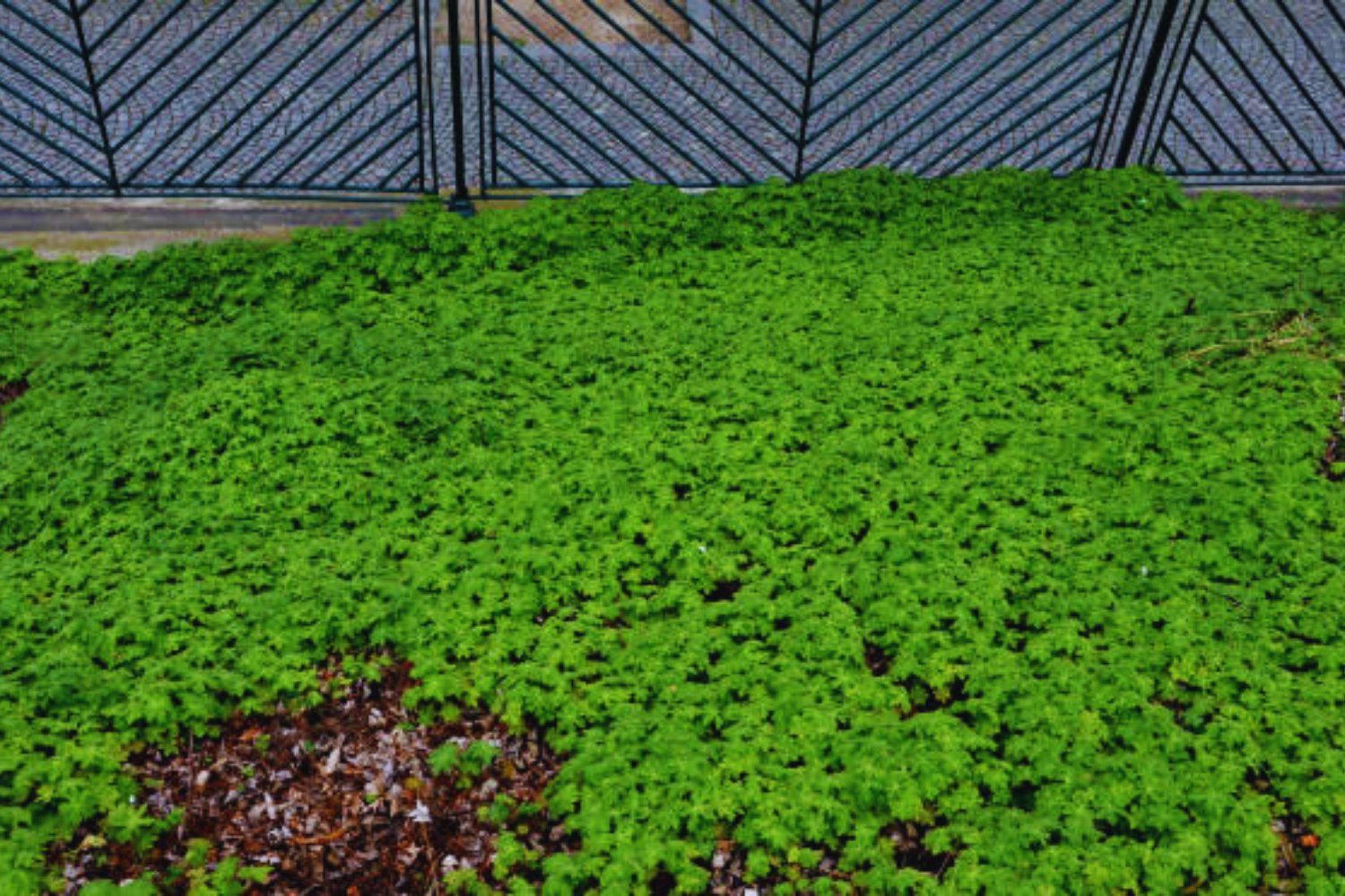 Warum du Gundermann im April nicht jäten solltest – ein unterschätzter Schatz im Garten